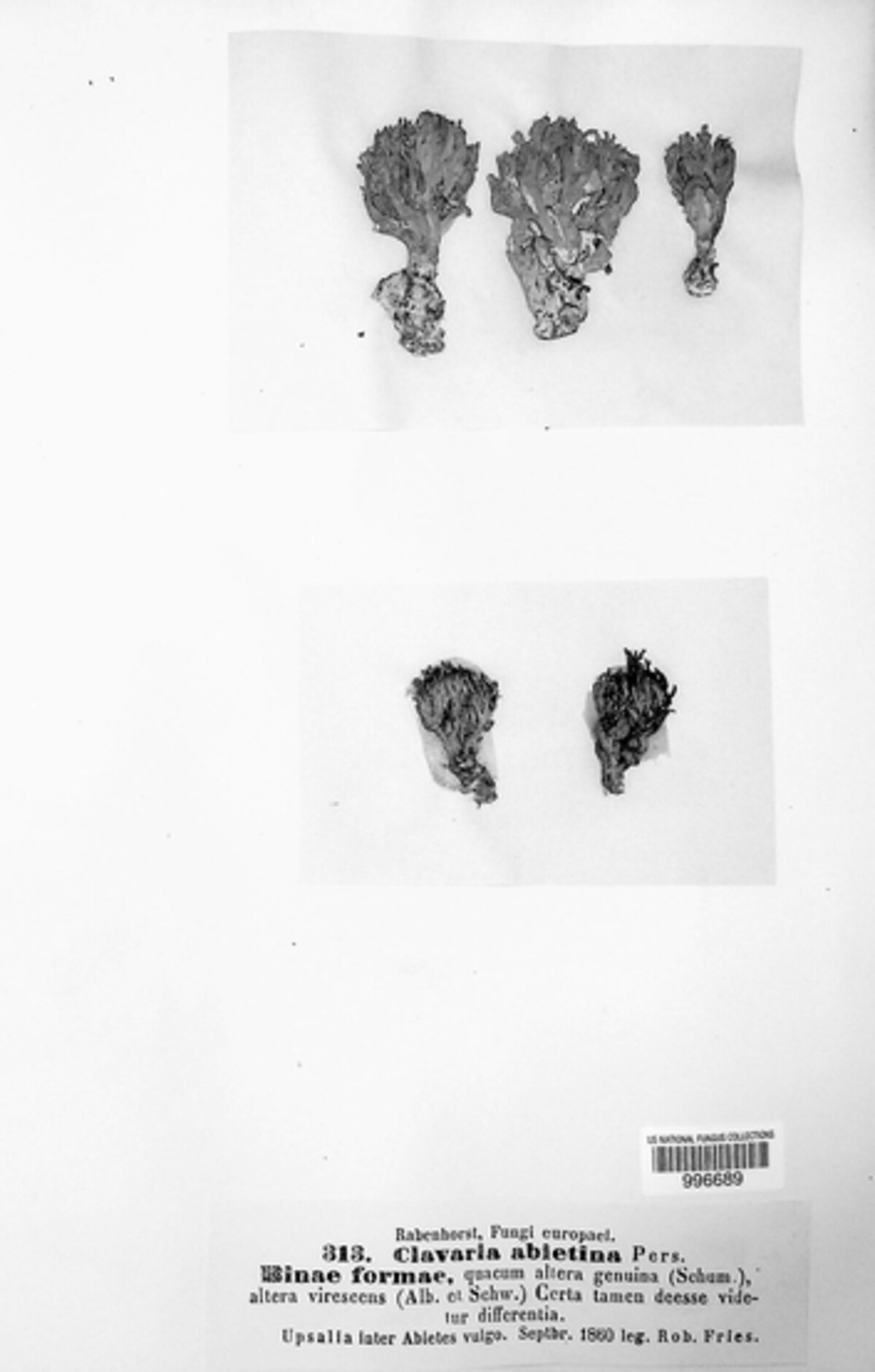 Phaeoclavulina abietina image